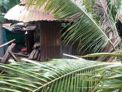Rumah Kristian Koa Tertimpa Pohon Kelapa