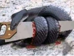 KISAH ULAR DAN GERGAJI