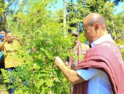 Geliat Marungga BUMDes M’Rian Kufeu