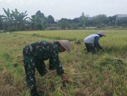 Sertu Sugiyarto Terjun Ke Sawah Bantu Petani Panen Padi