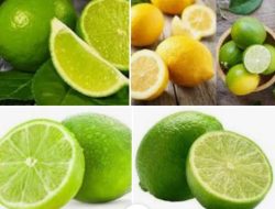 Manfaat Jeruk Nipis untuk Sakit Maag