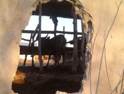 Sudah Lebih dari 50 Ekor Sapi Milik Warga Perbatasan RI-RDTL Dicuri dalam Satu Bulan Terakhir