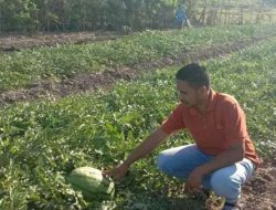 Dibalik Kunjungan Politisi Nasdem Fredirikus Seran di Kebun Semangka 