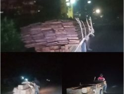 Diduga Ilegal Logging Kembali Marak Di Bagan Siapiapi 