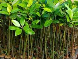 PT IDK Siap Kembangkan Bibit Unggul Mangrove di Kabupaten Malaka