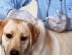 Waspada Rabies, Dinas Peternakan Nagekeo Imbau Warga Tertibkan Anjing