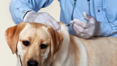 Waspada Rabies, Dinas Peternakan Nagekeo Imbau Warga Tertibkan Anjing