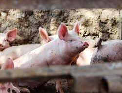 ASF Kembali Merebak, Pj Bupati Nagekeo Minta Hentikan Sementara Penjualan Babi di Pasar 