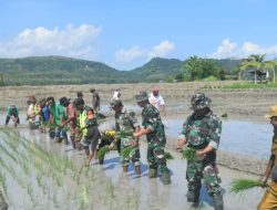 Dandim 1621/TTS Tanam Padi dalam Rangka Swasebada Pangan Nasional