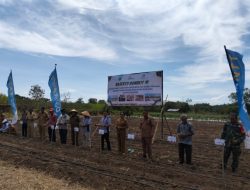Disponsori Bank NTT, Pemkab Nagekeo Tanam Perdana Hortikultura Pasok Bahan Pangan MBG