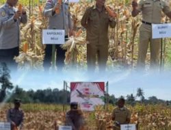 Dukung Swasembada Pangan Nasional, Pemkab dan Polres Belu Raih Sukses Panen Jagung