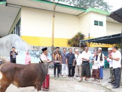 Pemkab Nagekeo Sumbang 6 Sapi Kurban, Gonzalo: Simbol Ketulusan Dalam Berbagi 