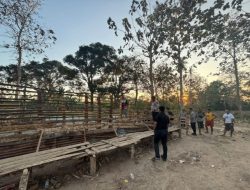 Polres Belu Grebek dan Bongkar Kandang Judi Sabung Ayam di Sukabitetek, kabupaten Belu