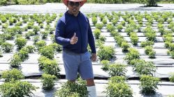 Ronaldo Asury: Hari Tani Nasional 2025, Momentum Perjuangan Kedaulatan Pangan dan Kesejahteraan Petani