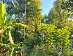 Banyak Rumpun Bambu di Mauponggo Tersapu Banjir, Picu Kelangkaan Bahan Tangga Cengkeh 