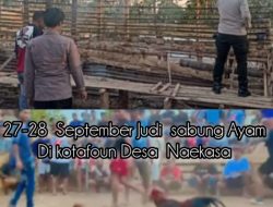 Praktik Judi Sabung Ayam Resahkan Warga Belu, Kinerja APH Dipertanyakan