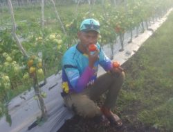 Desa Tniumanu Sulap Lahan Tidur Jadi Kebun Tomat Produktif, Kades Ajak Pemuda Jangan Rantau