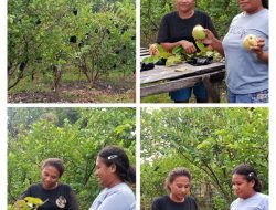 Jambu Kristal Asal Negeri Jiran Tumbuh Subur di Kabupaten Malaka, Pemilik Kebun Raut Keuntungan Hingga Ratusan Juta Rupiah Setiap Tahun