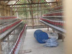MESKI DANA SUDAH 100% DISETOR, KANDANG AYAM PETELUR BUMDES TA EBESA MASIH KOSONG