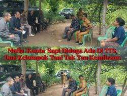 Mafia Kuota Sapi Diduga Ada Di TTS, Dua Kelompok Tani Tak Tau Kemitraan Nya
