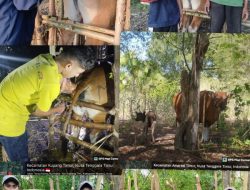 Problematika Inbreeding pada Ternak Sapi di Pulau Timor dan Strategi Pemuliaan Berbasis Inseminasi Buatan