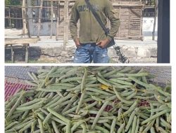 Inspiratif! Mantan Preman Asal Kuanfatu Sukses Sekolahkan Anak ke Perguruan Tinggi dari Hasil Kebun Sirih