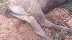 Cuaca Ekstrem di TTS, 59 Ekor Sapi Warga Mati Mendadak, Dinas Peternakan Turun Tangan