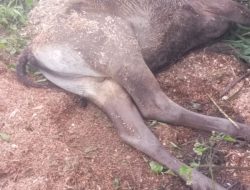 Cuaca Ekstrem di TTS, 59 Ekor Sapi Warga Mati Mendadak, Dinas Peternakan Turun Tangan
