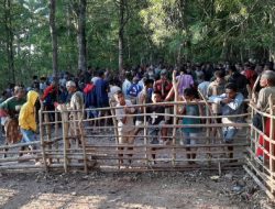 Dugaan Judi Sabung Ayam 303 Kembali Mencuat di Amanatun Utara, Kapolsek Mengaku Sudah Lakukan Penertiban