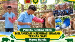 Dari CRYSAN untuk Peternak NTT : Marno Bunda Jadi Pelatih Inseminasi Buatan Ternak Sapi